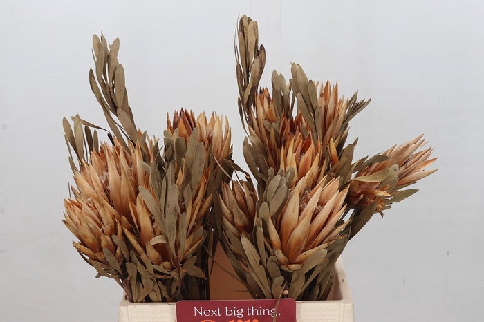 <h4>Dried Protea Repens</h4>