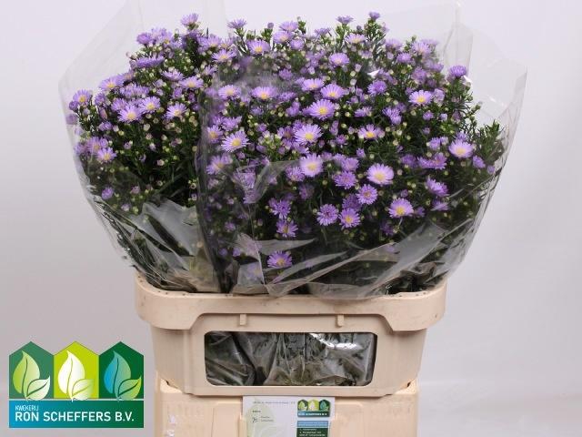 <h4>AST CASSANDRA</h4>