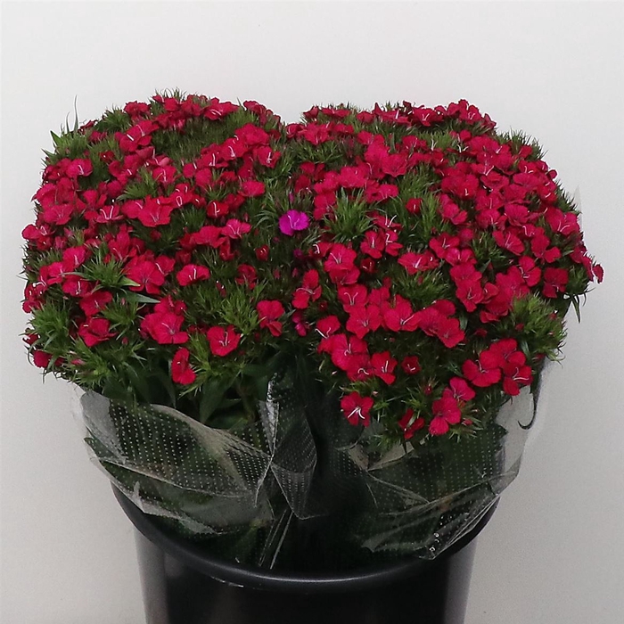 <h4>Di Barb Amazon Cherry Super</h4>