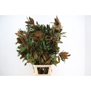 MAGNOLIA GRANDIFLORA PER STEM 150CM