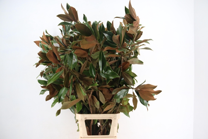 <h4>MAGNOLIA GRANDIFLORA PER STEM 150CM</h4>
