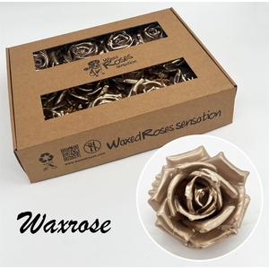 Zijde R Wx Pearl Champagne