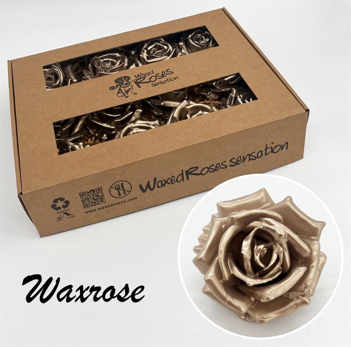 <h4>Zijde R Wx Pearl Champagne</h4>