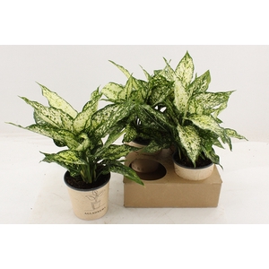 Aglaonema White Star 12Ø 35cm 1pp