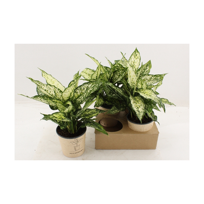 <h4>Aglaonema White Star 12Ø 35cm 1pp</h4>
