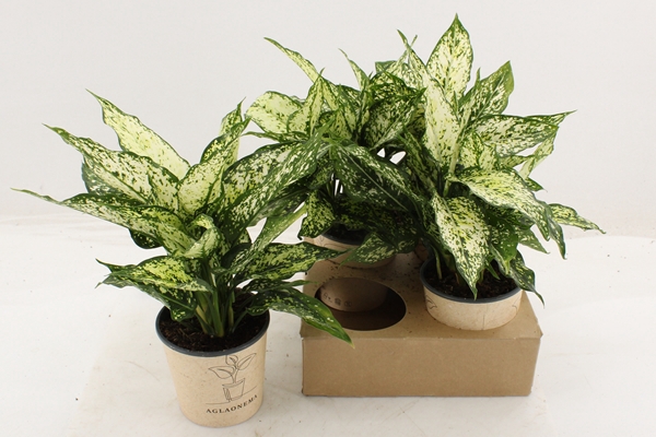 Aglaonema White Star 12Ø 35cm 1pp