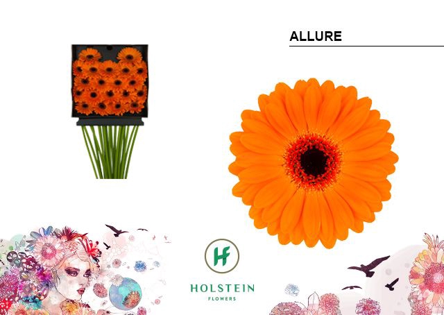 <h4>GE MI ALLURE DIA KAART x20</h4>