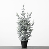 AF Eucalyptus pot H72cm Green