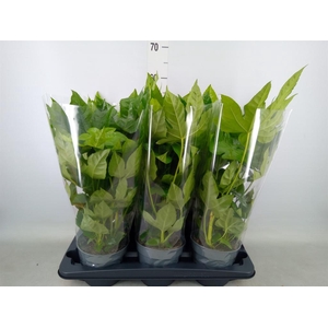 Fatsia japonica   ...