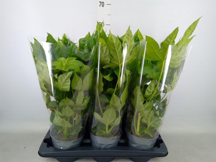 <h4>Fatsia japonica   ...</h4>