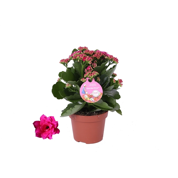 <h4>GRDN 12 PAARS - Kalanchoe Gardenlina 12cm paars</h4>
