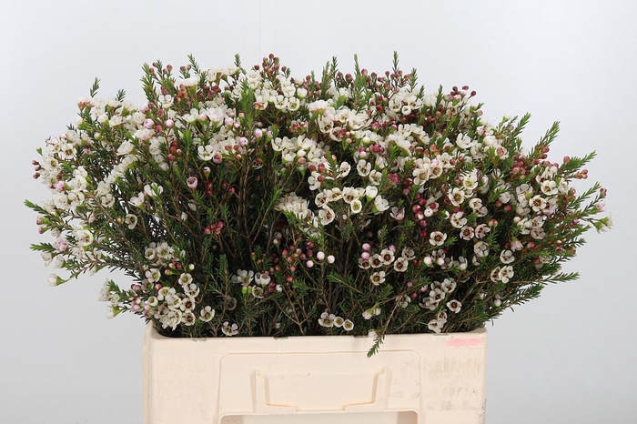 <h4>Chame Mi Liron</h4>