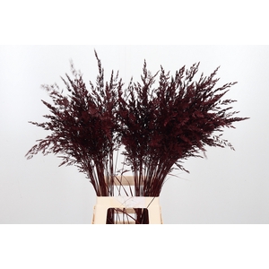 Calamagrostis Kl Bh Bordeaux