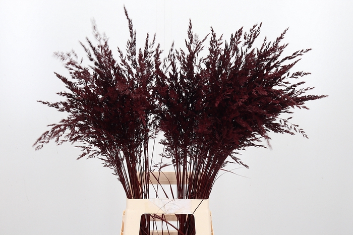 <h4>Calamagrostis Kl Bh Bordeaux</h4>