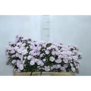 ASTER MARIANA 060 CM ROSA CLARO