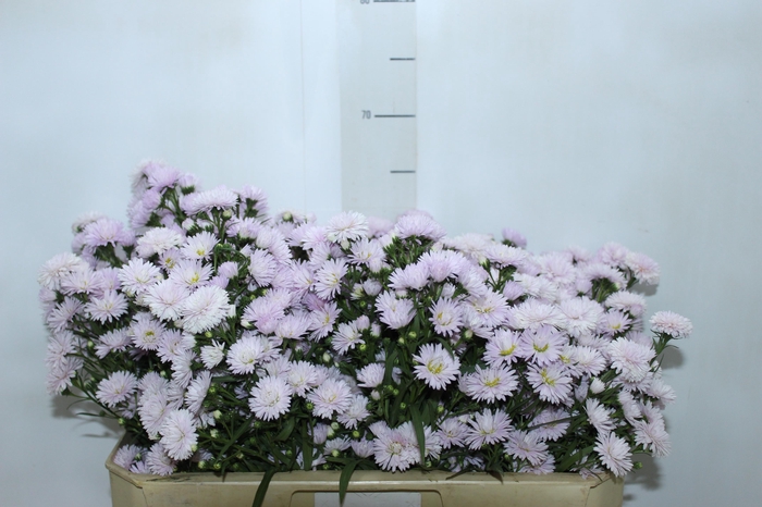 <h4>ASTER MARIANA 060 CM ROSA CLARO</h4>