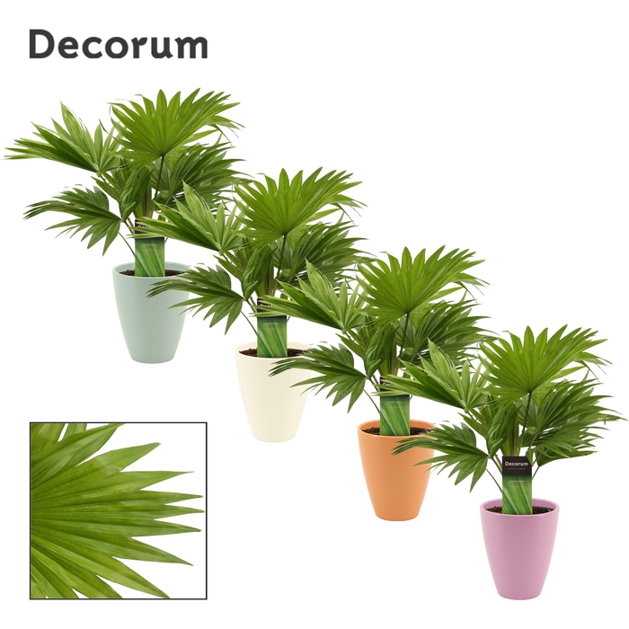 <h4>Livistona Rotundifolia 12 cm in Carly (Craft world-collection)</h4>