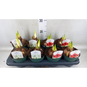 Hippeastrum   ...mix 4