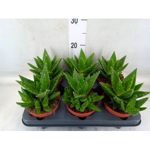 Aloe perfoliata