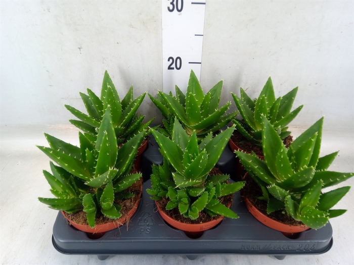 <h4>Aloe perfoliata</h4>