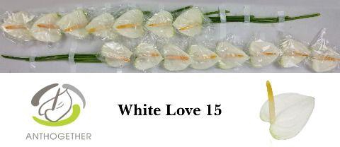 <h4>ANTH A WHITE LOVE 15</h4>