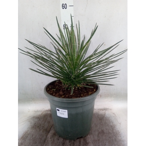 Agave   ...