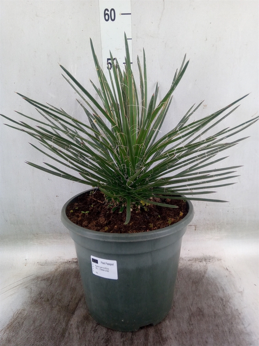 <h4>Agave   ...</h4>