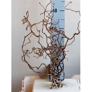 CORYL AV CONTORTA