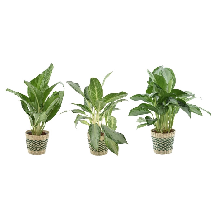 Aglaonema Gemengd Mand Malou