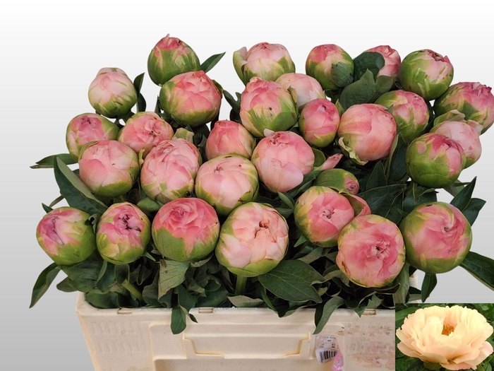 <h4>PAEO KINGS DAY</h4>