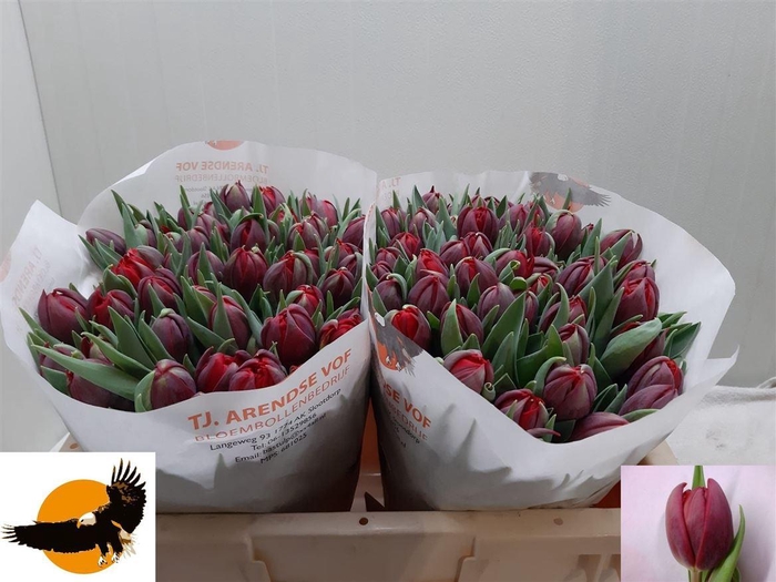 <h4>Tu Du Red Princess</h4>