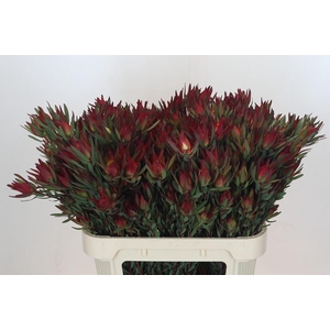 Leucadendron Blush Spray