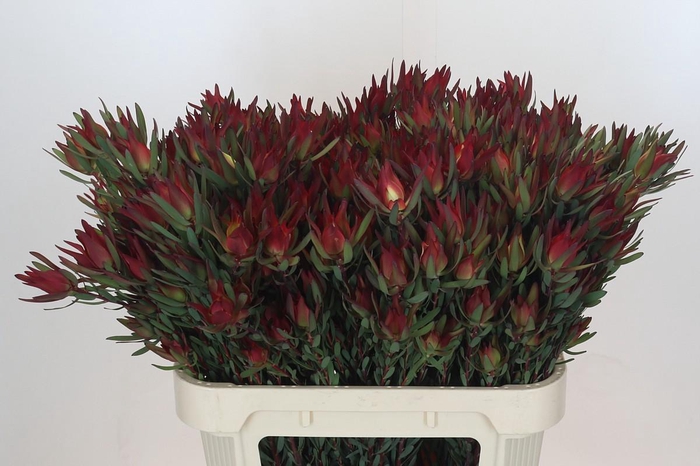 <h4>Leucadendron Blush Spray</h4>