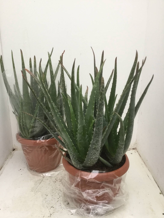 Aloe vera