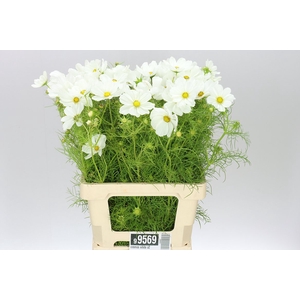 Cosmos White A2