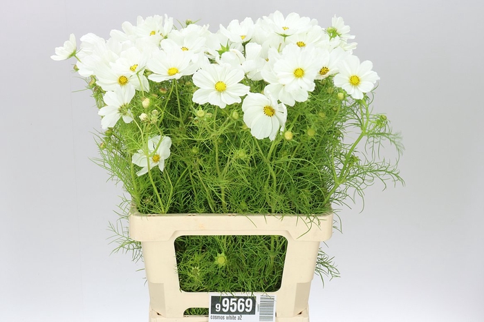 <h4>Cosmos White A2</h4>