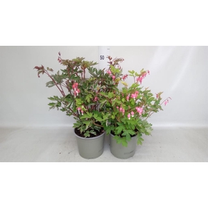 Dicentra spectabilis