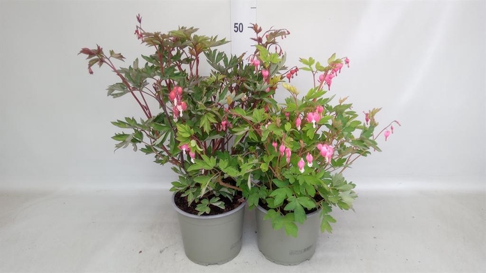 Dicentra spectabilis