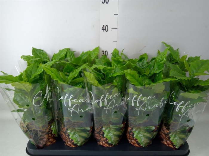 <h4>Coffea arabica</h4>