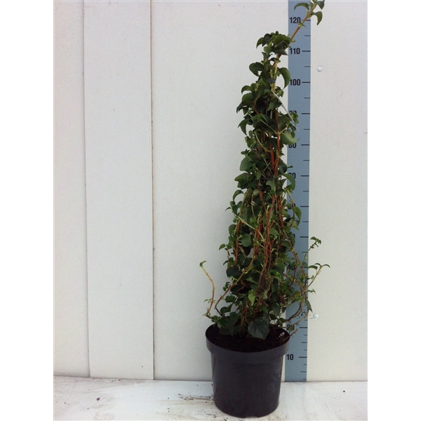 <h4>Hydrangea petiolaris 100CM</h4>