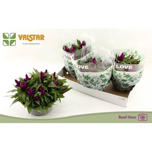 Celosia Argentea Intenz