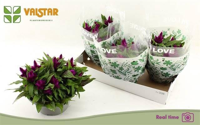 <h4>Celosia Argentea Intenz</h4>