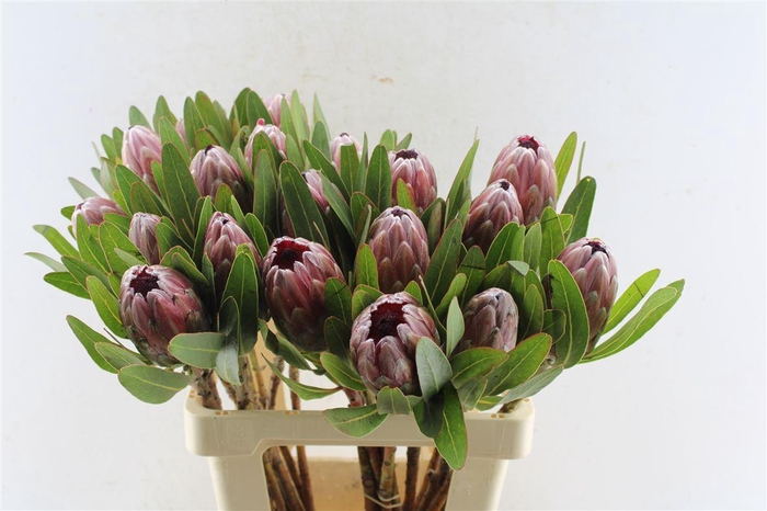 <h4>Protea Pink Ice</h4>