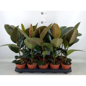Ficus elastica 'Robusta'