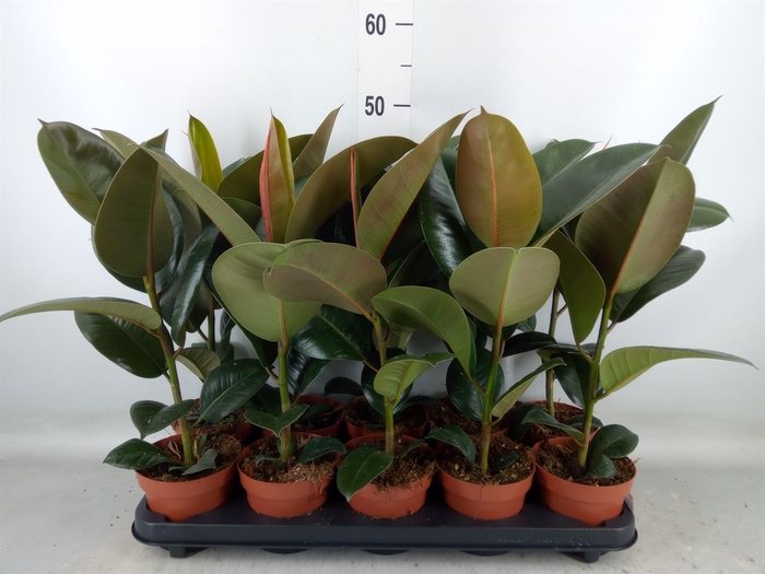 <h4>Ficus elastica 'Robusta'</h4>