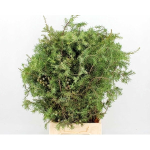 Juniperus per bos