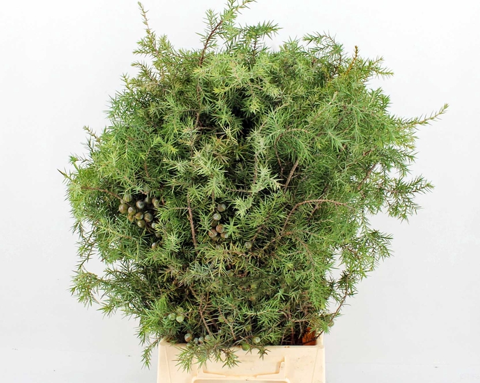 <h4>Juniperus per bos</h4>