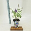 Buddleja