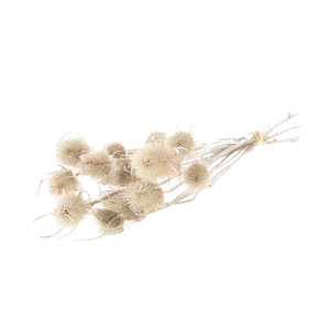 Chardon 55cm Natural