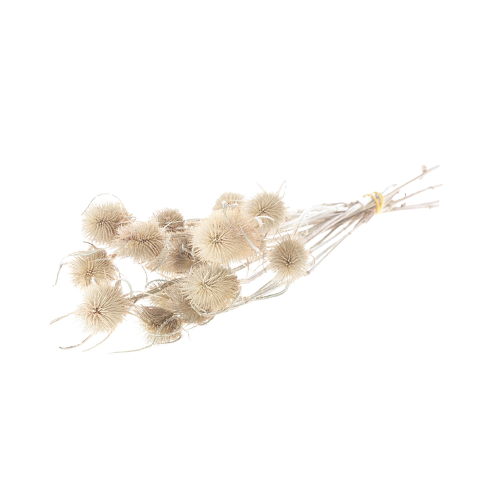 <h4>Chardon 55cm Natural</h4>